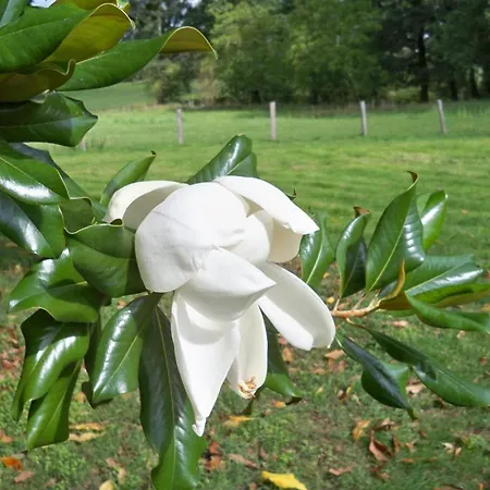 Bed and Breakfast Chateau Vary