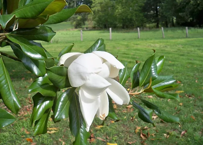 Bed and Breakfast Chateau Vary